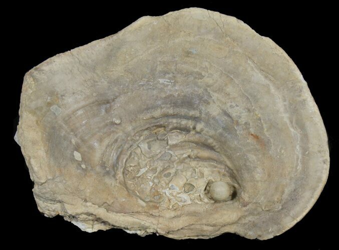 Fossil Oyster With Fossil Pearl - Smoky Hill Chalk, Kansas #38960